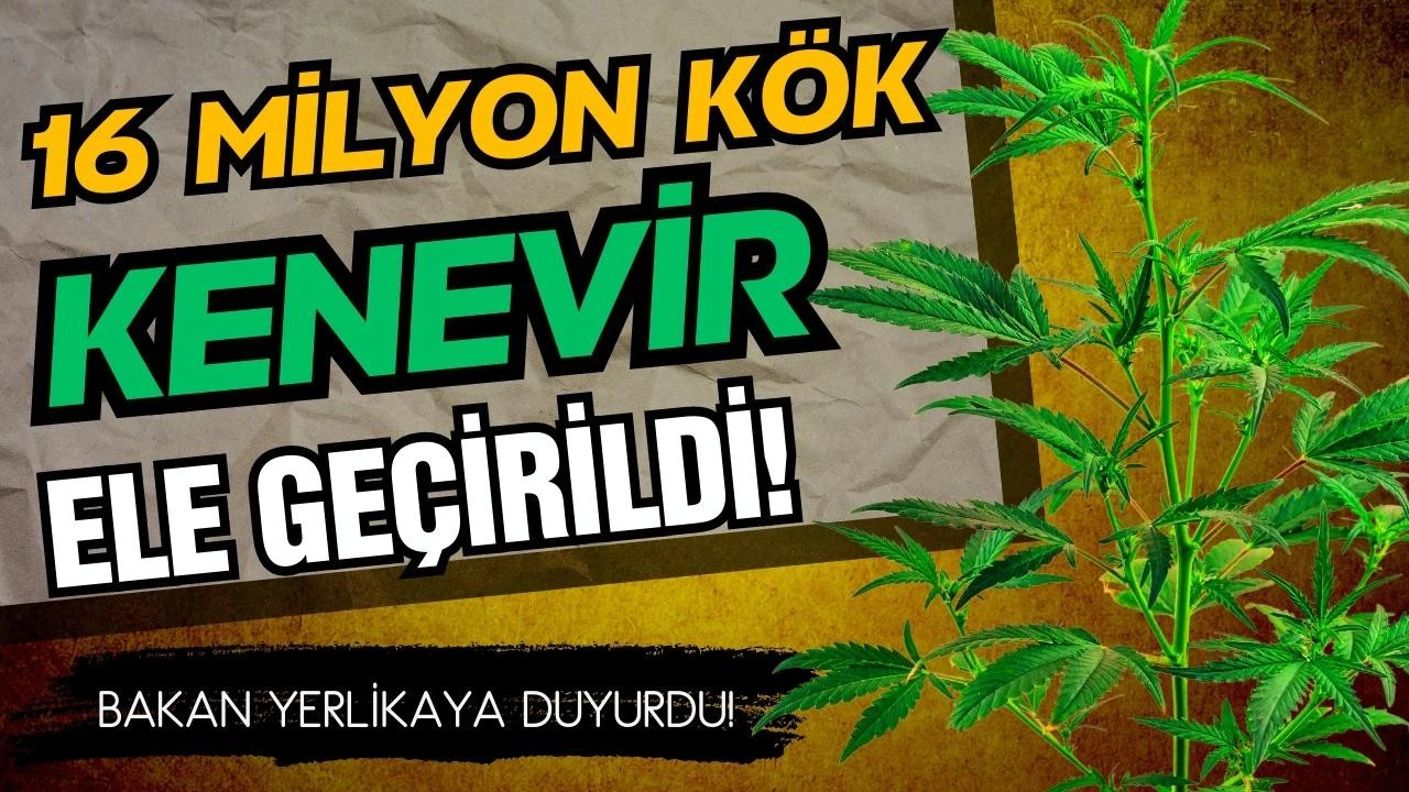 16 milyon kök kenevir bitkisi ele geçirildi!