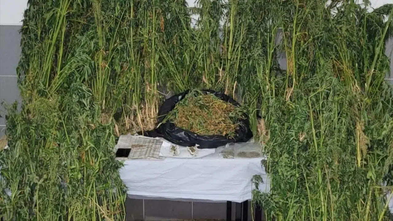 Tekirdağ'da uyuşturucu operasyonu!