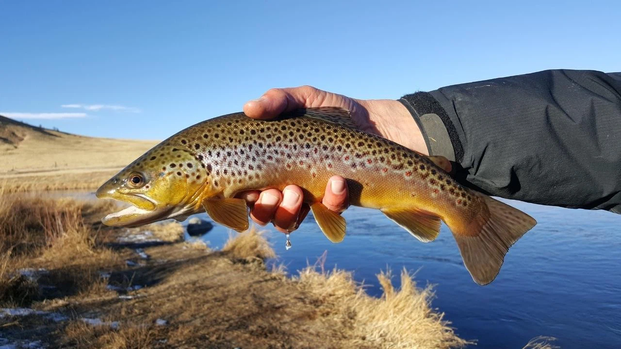 Suyun dışında da yaşayabilen balık türü keşfedildi