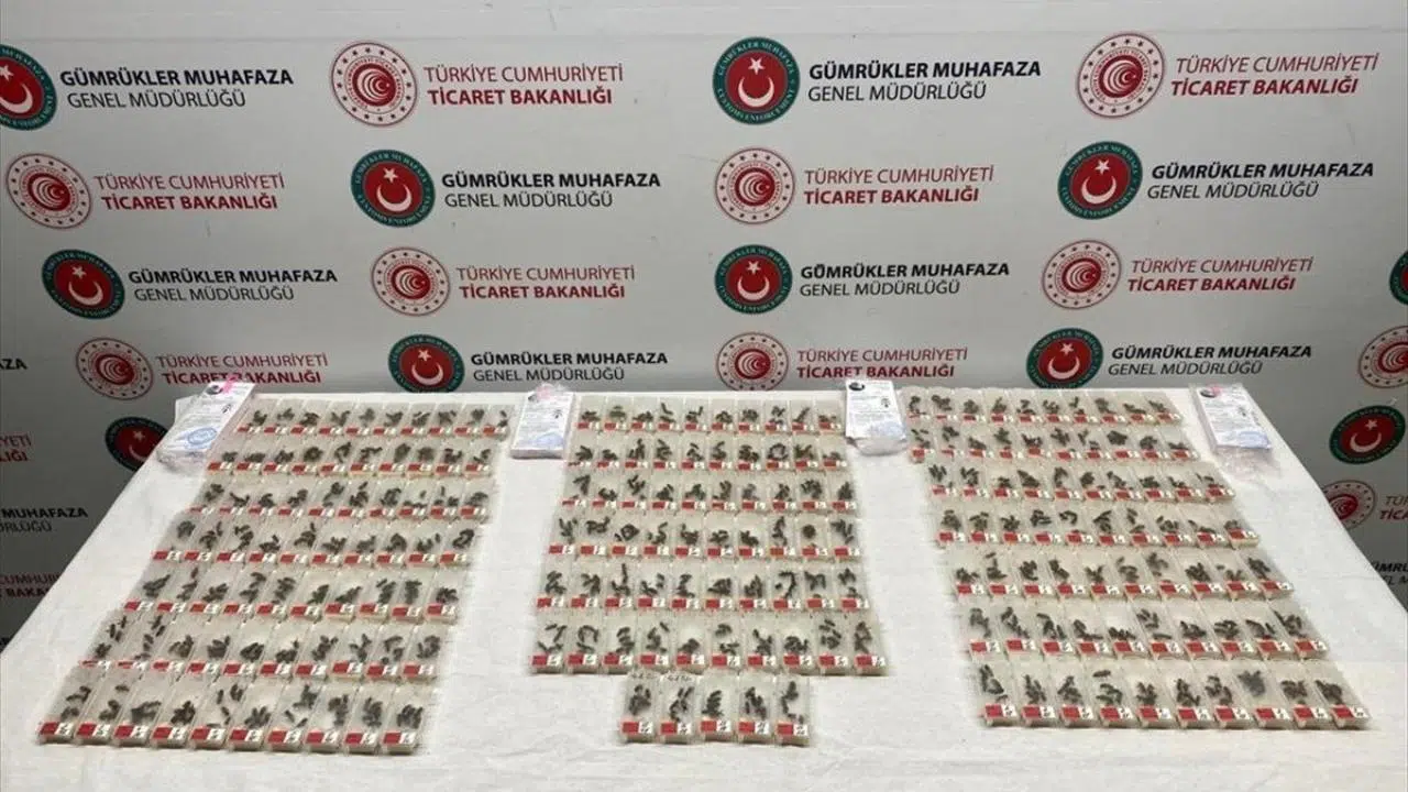 Havaalanında karniyol cinsi 1240 canlı arı ele geçirildi