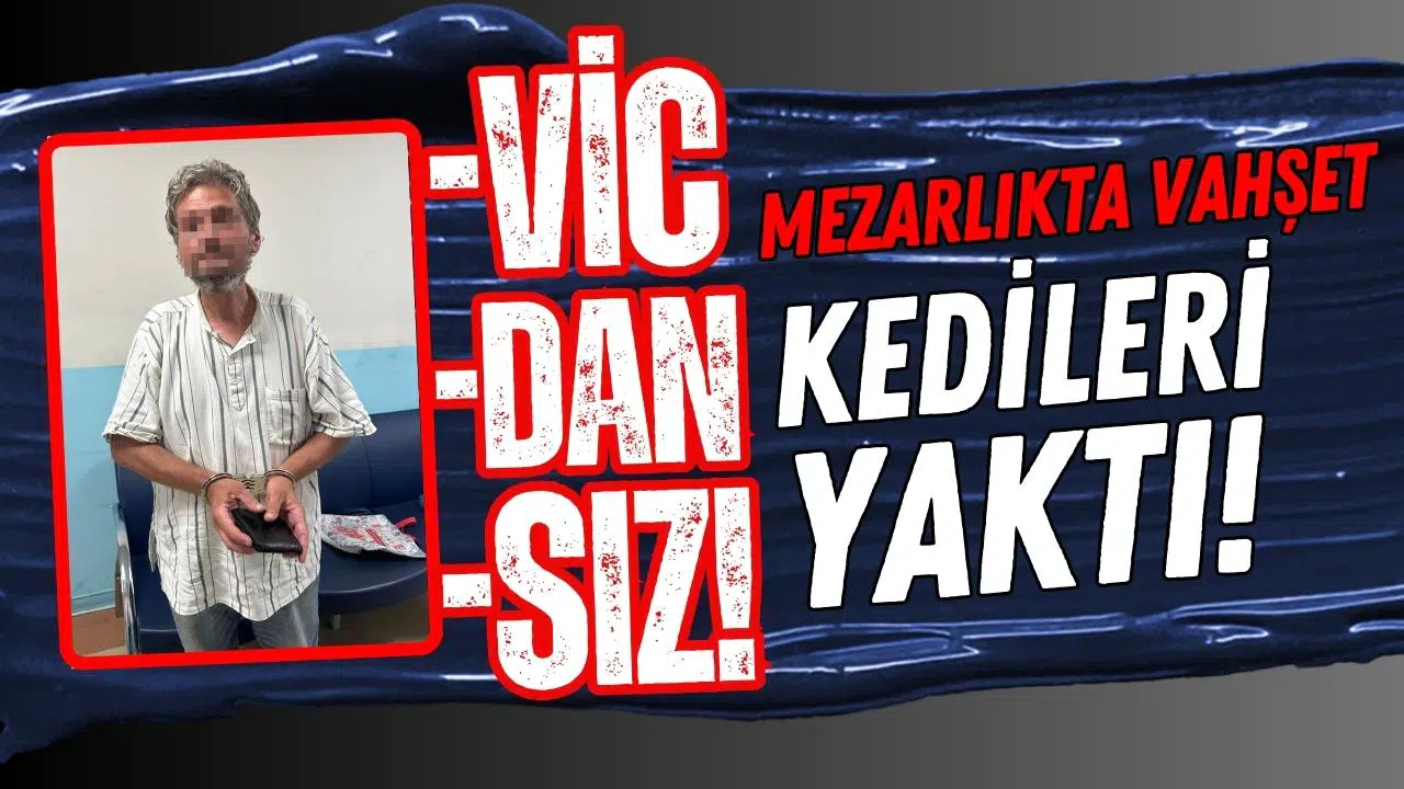 Mezarlıkta vahşet: Kedileri yaktı!
