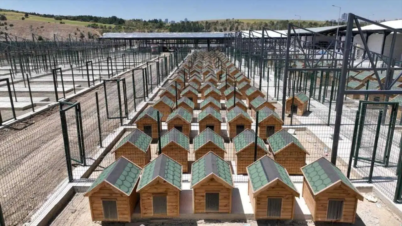 Başkente 6 bin sahipsiz hayvana ev sahipliği yapacak barınak yapılıyor