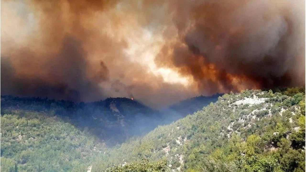 Dünyada son 10 yılda  82 milyon hektar ormanlık alan yandı