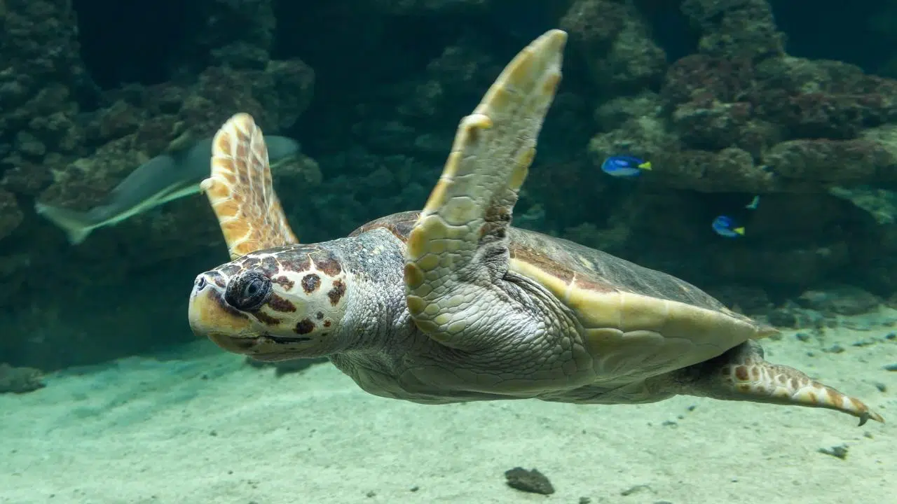 Deniz kaplumbağası besleyenlere 244 bin lira ceza!