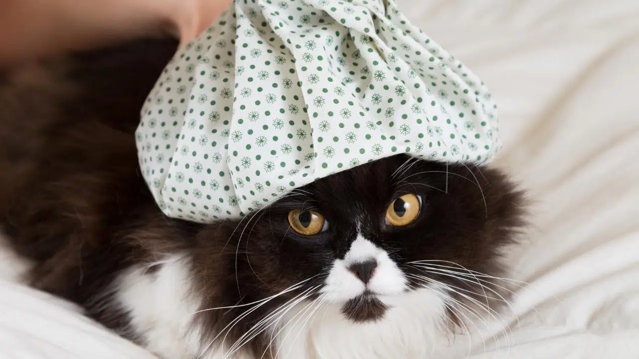 Güney Kore'de bir kedide daha kuş gribi tespit edildi!