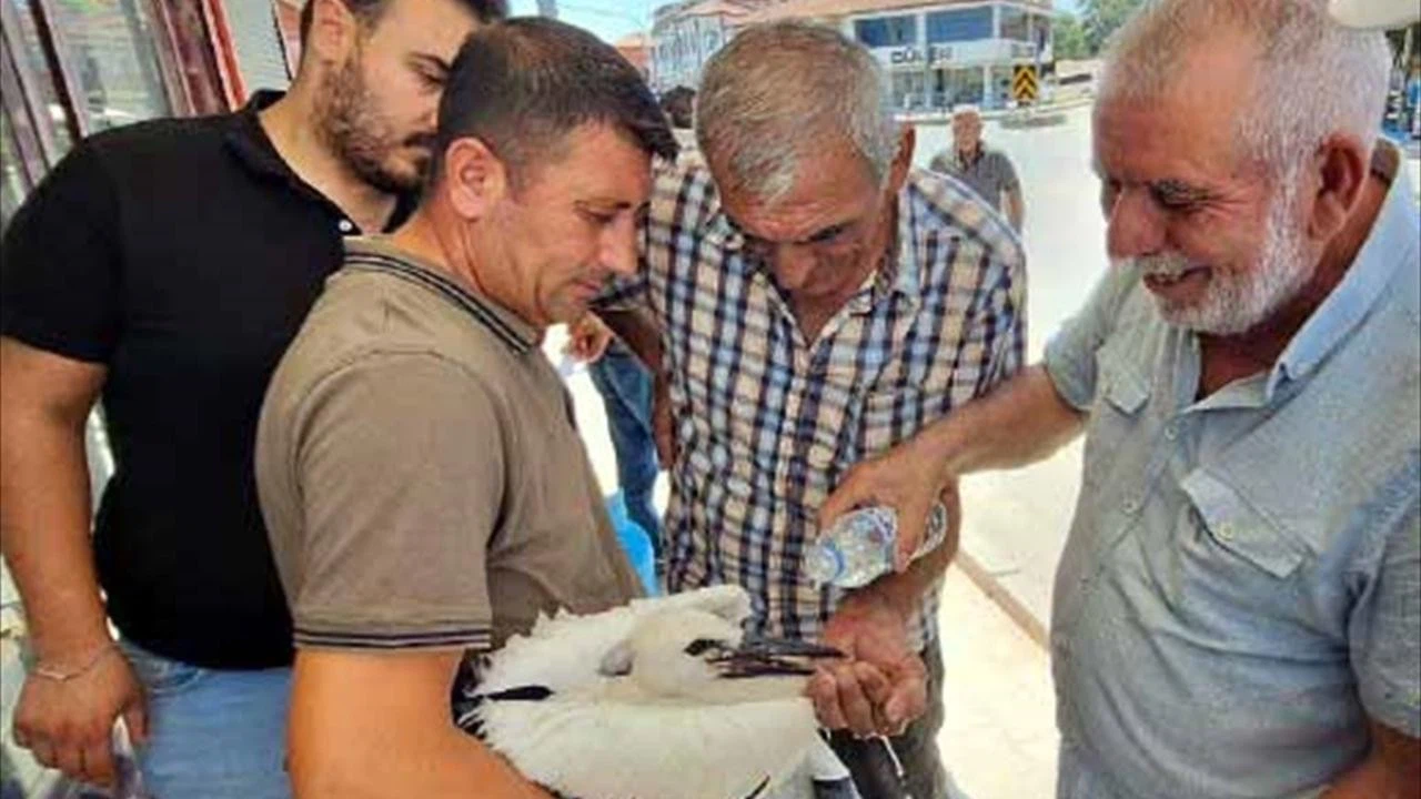 Tedavi edilen yavru leylek, yuvaya bırakıldı!