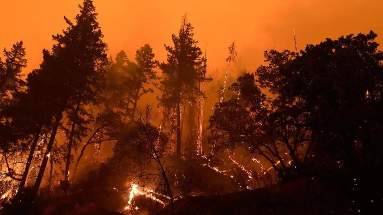 Hawaii orman yangınlarında ölenlerin sayısı 96'ya yükseldi