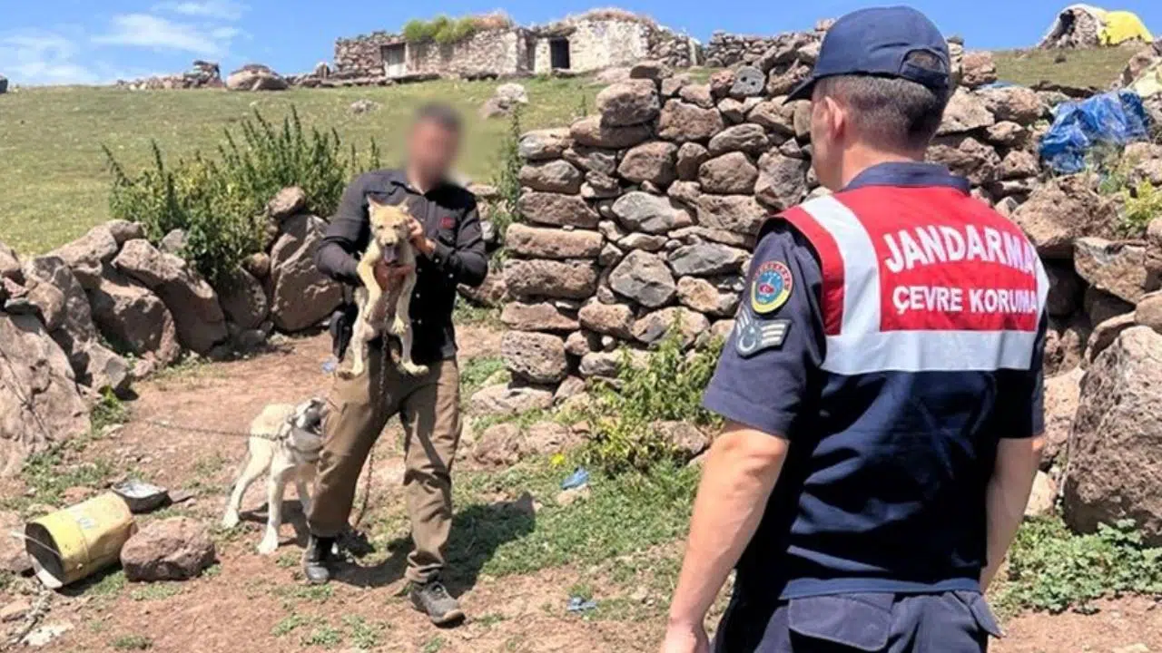 Bu da oldu: Kars'ta kurt yavrusu satmaya çalıştılar!