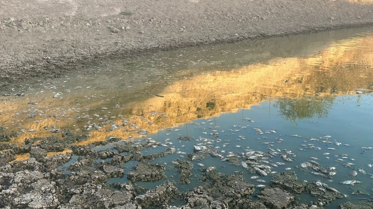 Batman'da suyu çekilen gölette yüzlerce balık öldü