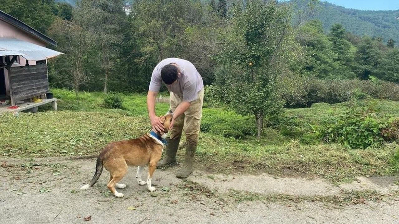 Artvin'de 3 köyde kuduz karantinası!