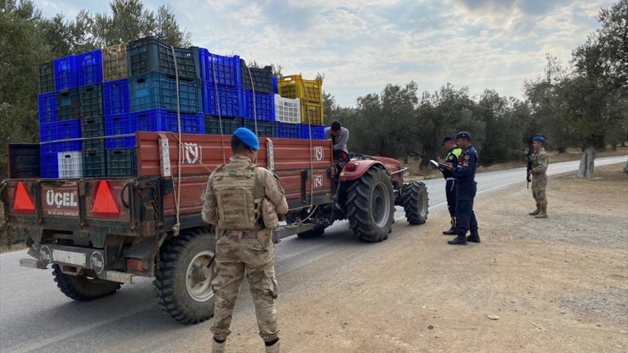Zeytin çalarken yakalandılar!