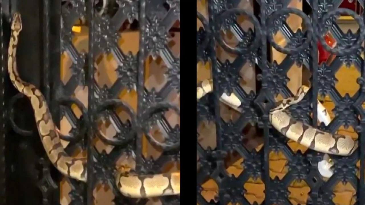 Kapıya sıkışan 1,5 metrelik yılanı itfaiye kurtardı