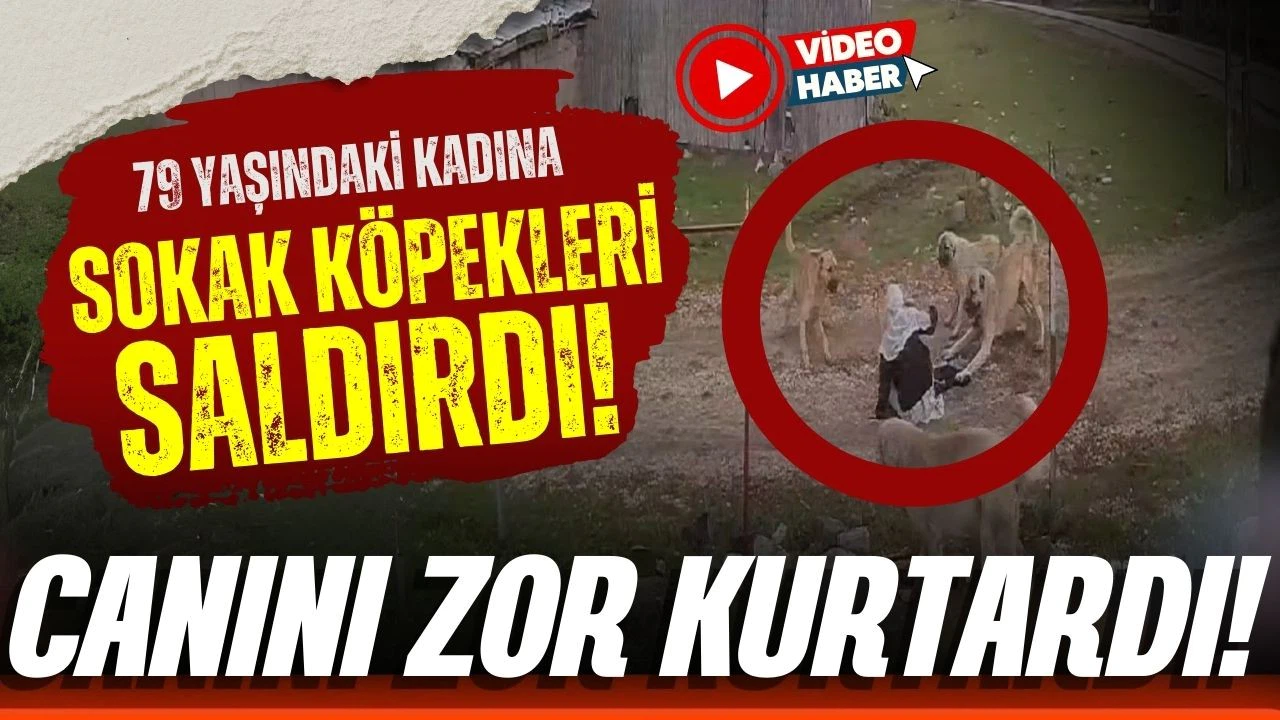 Muş'ta sokak köpekleri 79 yaşındaki kadına saldırdı!