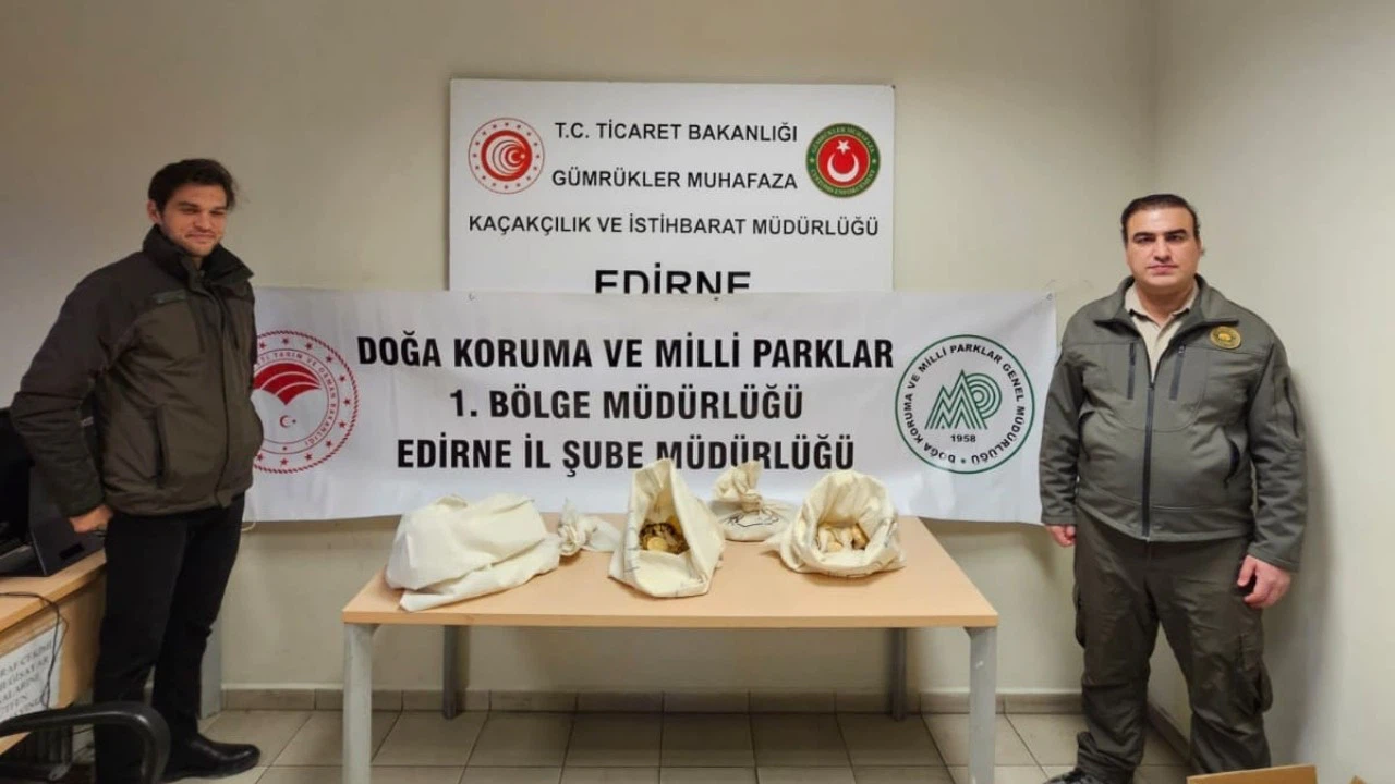 Kapıkule’de otomobilde 33 piton ele geçirildi