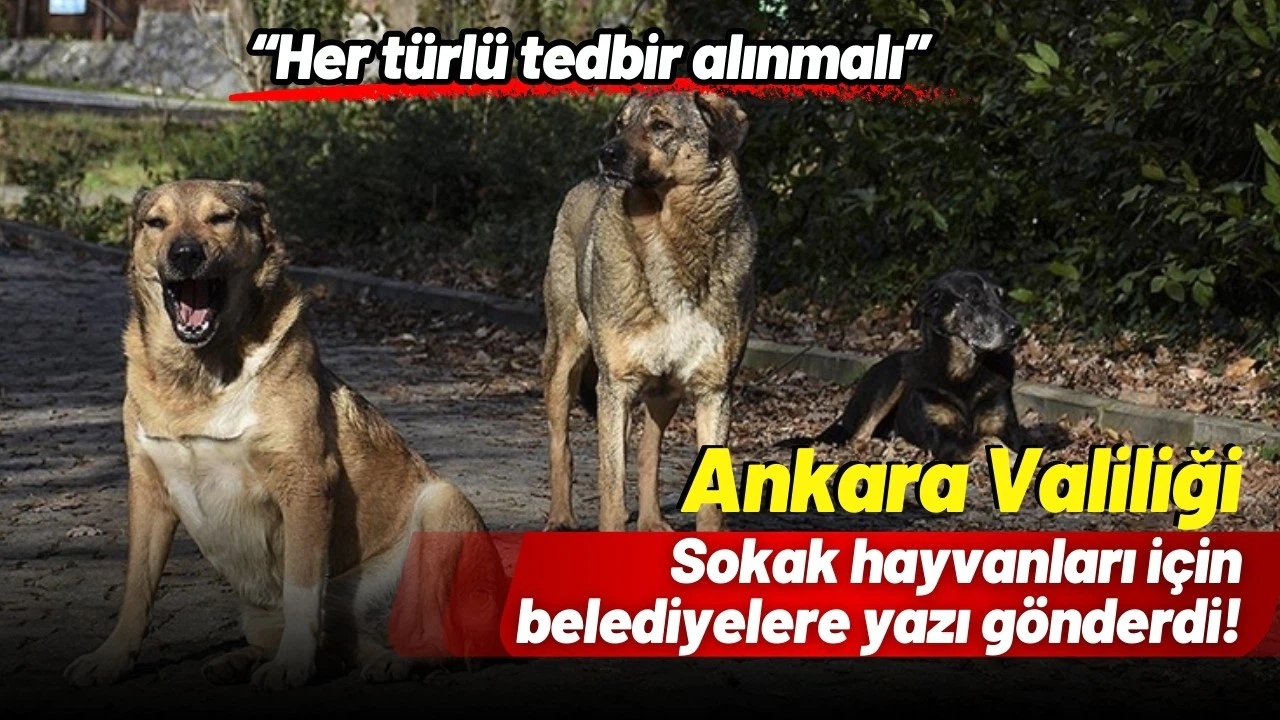 Ankara Valiliği'nden sokak hayvanları hakkında yazı!