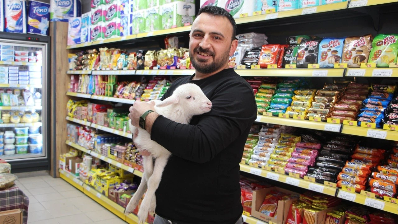 Bebek beziyle bezlediği kuzuya marketinde bakıyor