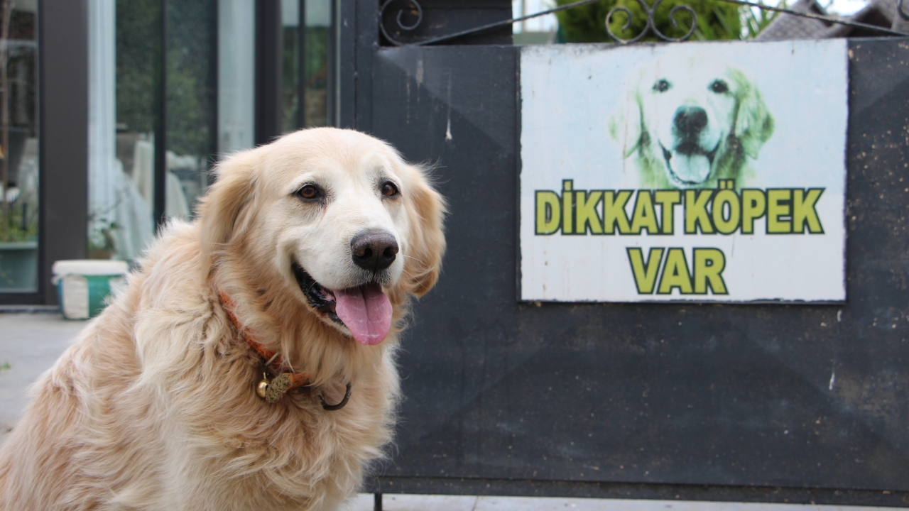 Köpekten kaçtı, tazminatı kaptı!