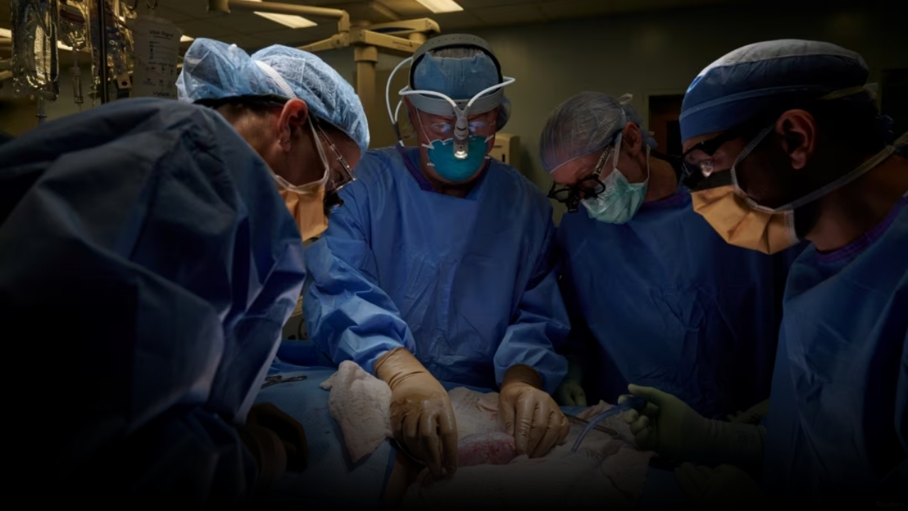 ABD'de, ilk defa bir hastaya domuz böbreği nakledildi!