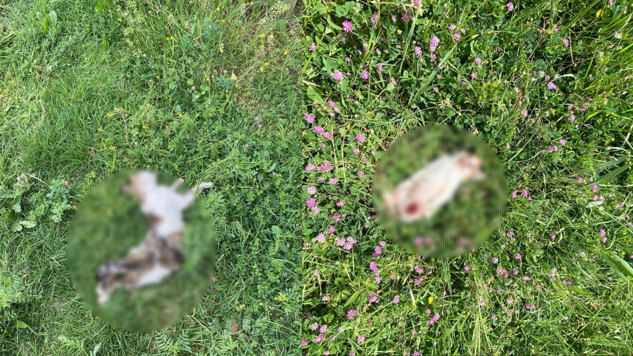 7 kedi parçalanarak öldürülmüş halde bulundu!