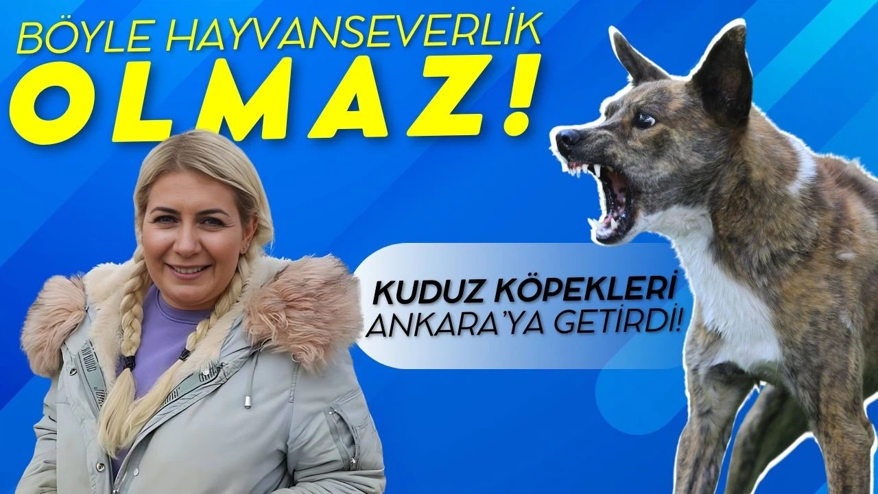 Hastalık taşıyan köpekleri Ankara'ya getiren Buket Özgünlü tutuklandı!