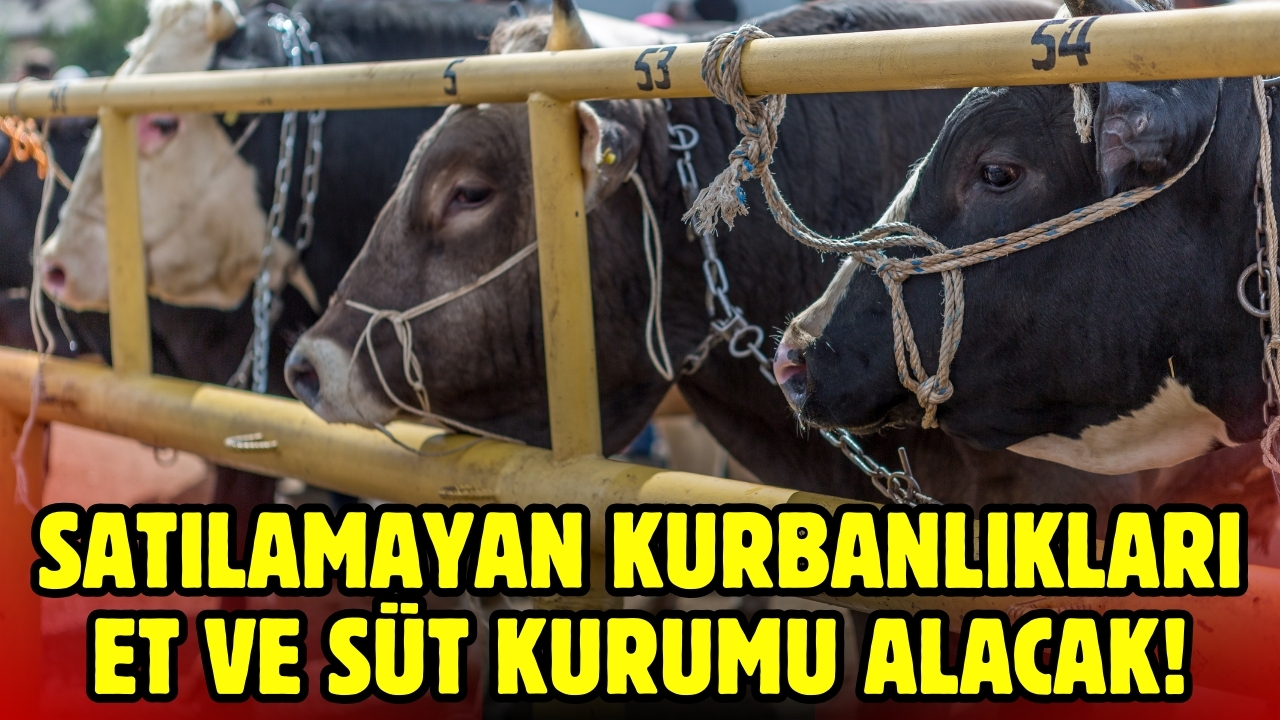 Satılamayan kurbanlıkları Et ve Süt Kurumu alacak