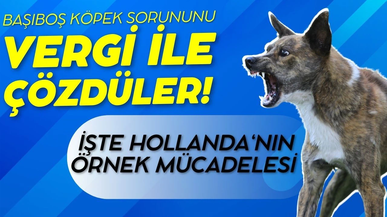 Hollanda, başıboş köpek sorununu "köpek vergisi" ile çözdü!