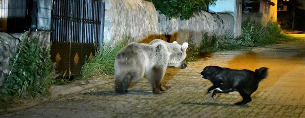 Sarıkamış'ta köpek bozayıya karşı