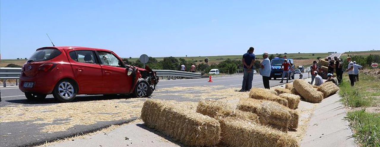 Her şeyin sebebi bir arı