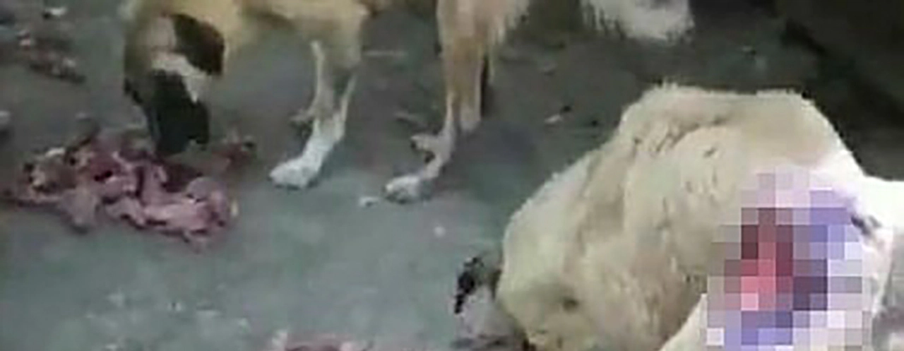 Hayvanseverlerden CHP'li Ceyhan Belediyesi'ne tepki yağıyor