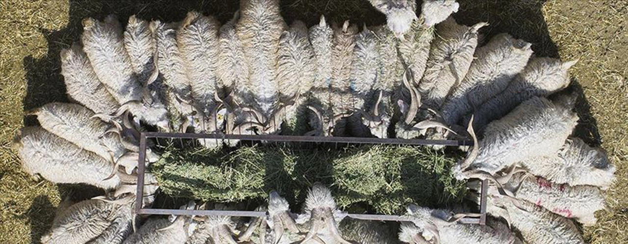 Kurbanlık için küçükbaş önerisi