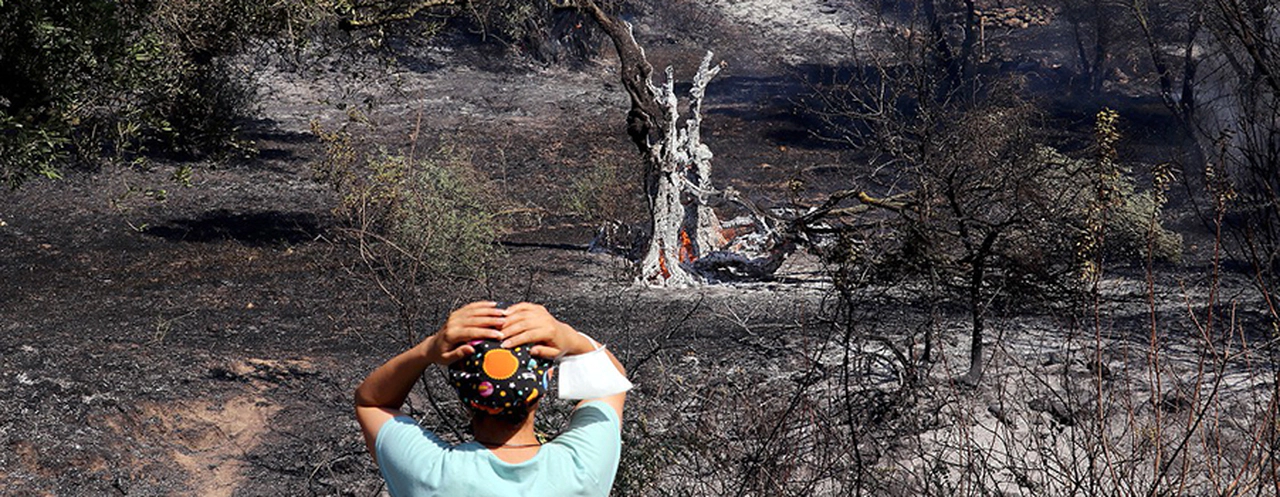 Aydın'da zeytinlik ve incirlik alanı yanıyor