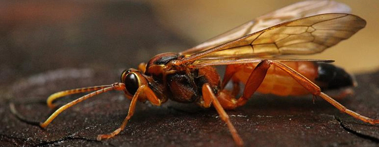 Almanya sokak ışıklarını kapatacak!