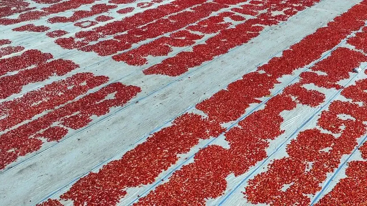 Kurutulmuş domates ihracatında ilk yarıda 61 milyon dolarlık gelir