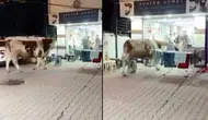 İstanbul’da kaçan kurbanlık boğa kuaföre daldı: Salon savaş alanına döndü