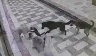 Hatay'da sahipsiz köpeklerin kediye saldırdığı anlar güvenlik kamerasında