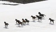 Karlar eriyince Erciyes yaylalarında yılkı atları yeniden görüldü