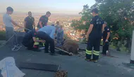 Çatıda mahsur kalan inek itfaiye ekiplerince kurtarıldı