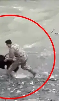 Kaçan buzağıyı polis yakaladı