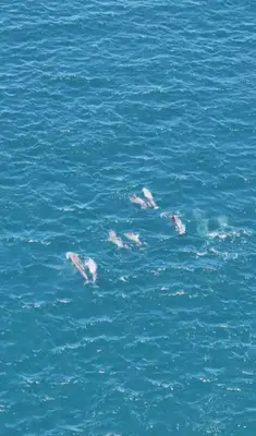 Sarayburnu’nda yunusların büyüleyen dansı