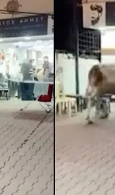 İstanbul’da kaçan kurbanlık boğa kuaföre daldı: Salon savaş alanına döndü