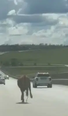 Erzurum’da arefe günü klasiği değişmedi: Firari kurbanlıklar trafiği kilitledi