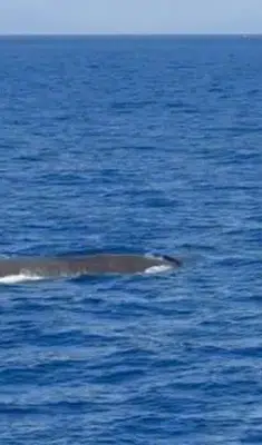 Nadir görülen ispermeçet balinası Fethiye açıklarında görüntülendi