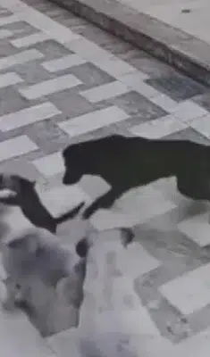 Hatay'da sahipsiz köpeklerin kediye saldırdığı anlar güvenlik kamerasında