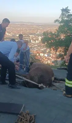 Çatıda mahsur kalan inek itfaiye ekiplerince kurtarıldı