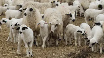 TÜDKİYEB duyurdu: “Kırsalda Bereket Projesi başvuruları açılıyor”