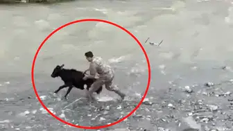 Kaçan buzağıyı polis yakaladı