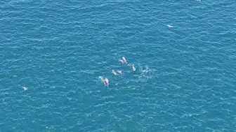 Sarayburnu’nda yunusların büyüleyen dansı