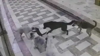 Hatay'da sahipsiz köpeklerin kediye saldırdığı anlar güvenlik kamerasında