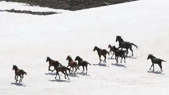 Karlar eriyince Erciyes yaylalarında yılkı atları yeniden görüldü