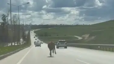 Erzurum’da arefe günü klasiği değişmedi: Firari kurbanlıklar trafiği kilitledi